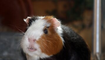 can guinea pigs eat blueberries