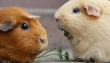 can guinea pigs eat brussel sprouts