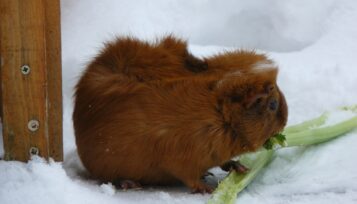 can guinea pigs eat celery