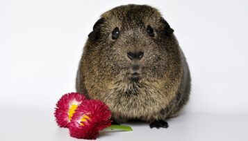 can guinea pigs eat cherries