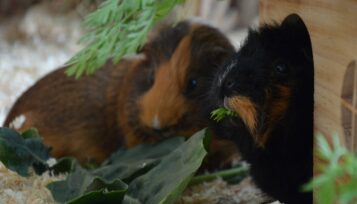 can guinea pigs eat collard greens