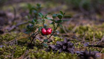 can guinea pigs eat cranberries