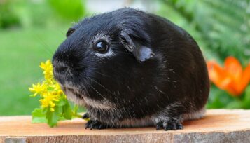 can guinea pigs eat dandelions