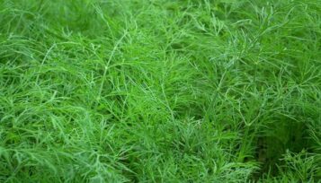 can guinea pigs eat dill