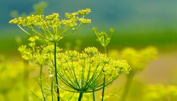 can-guinea-pigs-eat-fennel