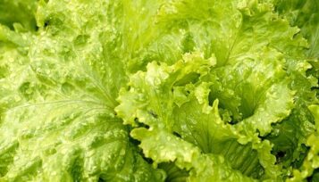 can guinea pigs eat iceberg lettuce?