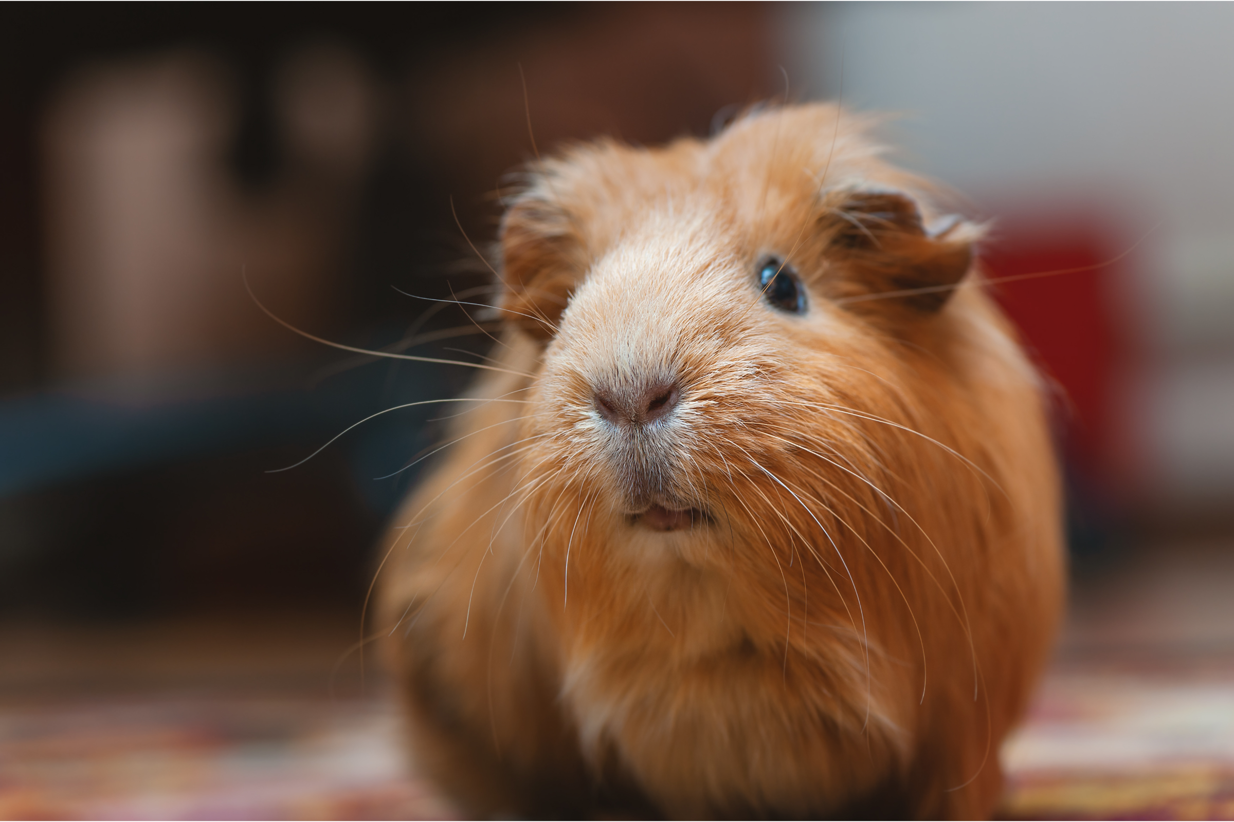Can Guinea Pigs Eat Lemon? (Leaves, Peel, Risks & FAQs)