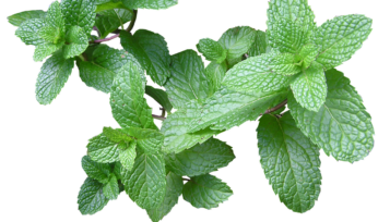 can guinea pigs eat mint