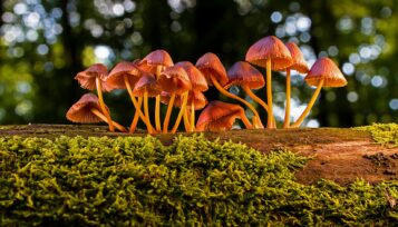 can guinea pigs eat mushrooms?