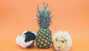 can guinea pigs eat pineapple