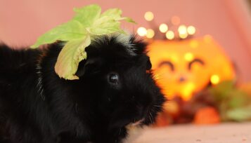 can guinea pigs eat pumpkin
