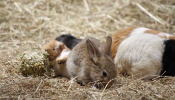 can guinea pigs eat rabbit food