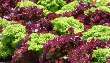can guinea pigs eat red leaf lettuce