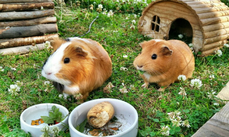 Exquisite Can Guinea Pigs Have Sweet Potatoes Wallpaper Photography Exquisite Can Guinea Pigs Have Sweet Potatoes Wallpaper Photography