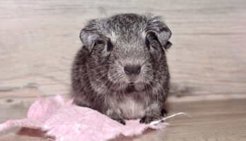 can guinea pigs have corn