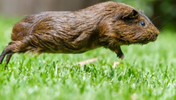 can guinea pigs swim
