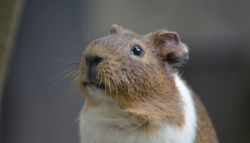 can you give guinea pigs a bath