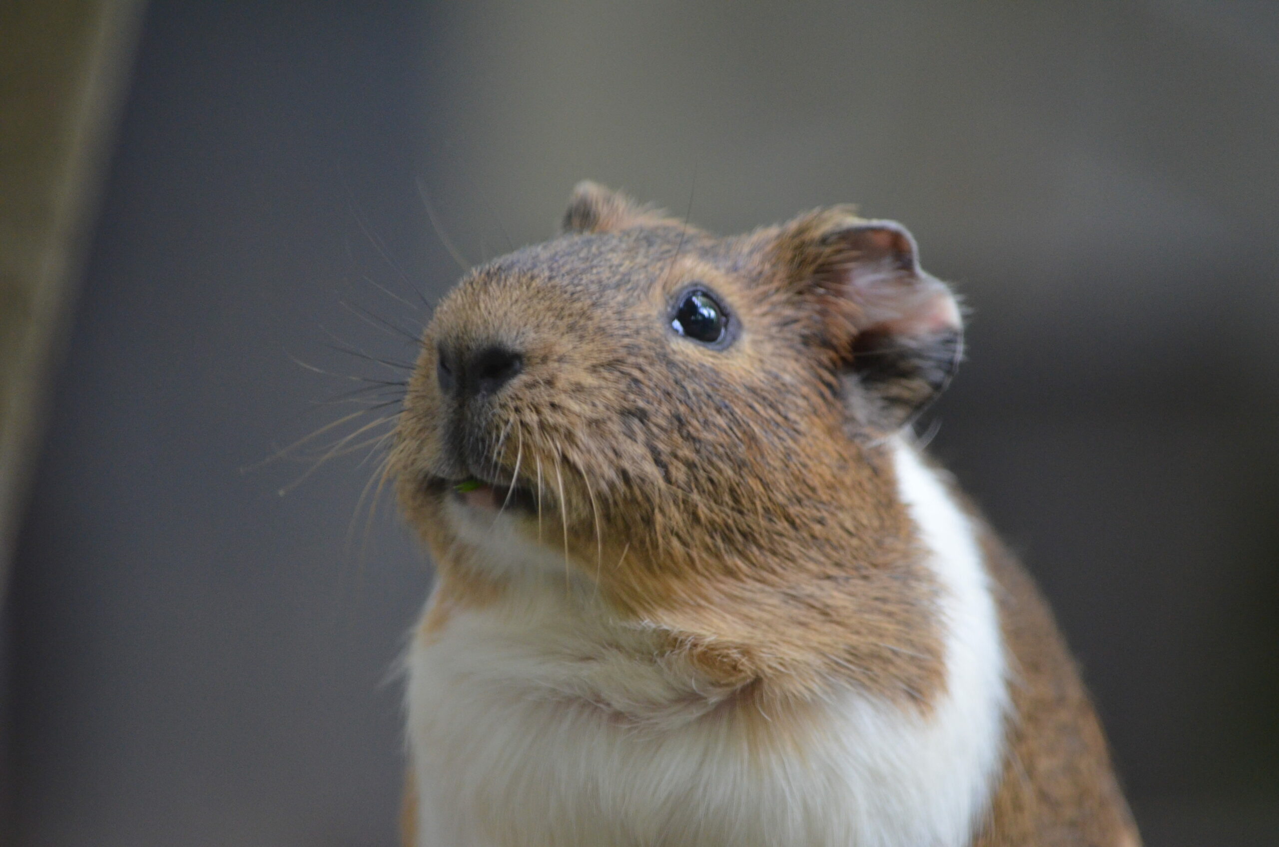 Can You Give Guinea Pigs a Bath & How Often?