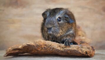 can you potty train a guinea pig