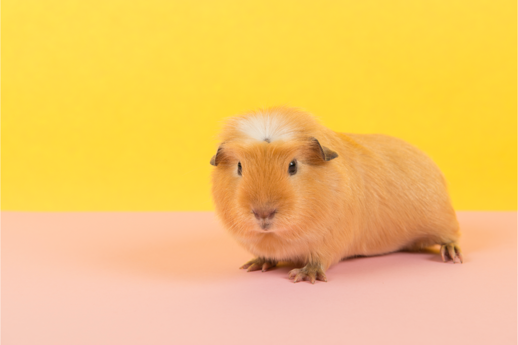Crested Guinea Pig (Top 10 Facts, Care, Life Span & FAQs)