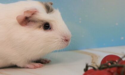 Do Guinea Pigs Bite? (How To Train Them Not To Bite)