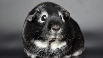 do guinea pigs blink