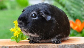 do guinea pigs eat their poop