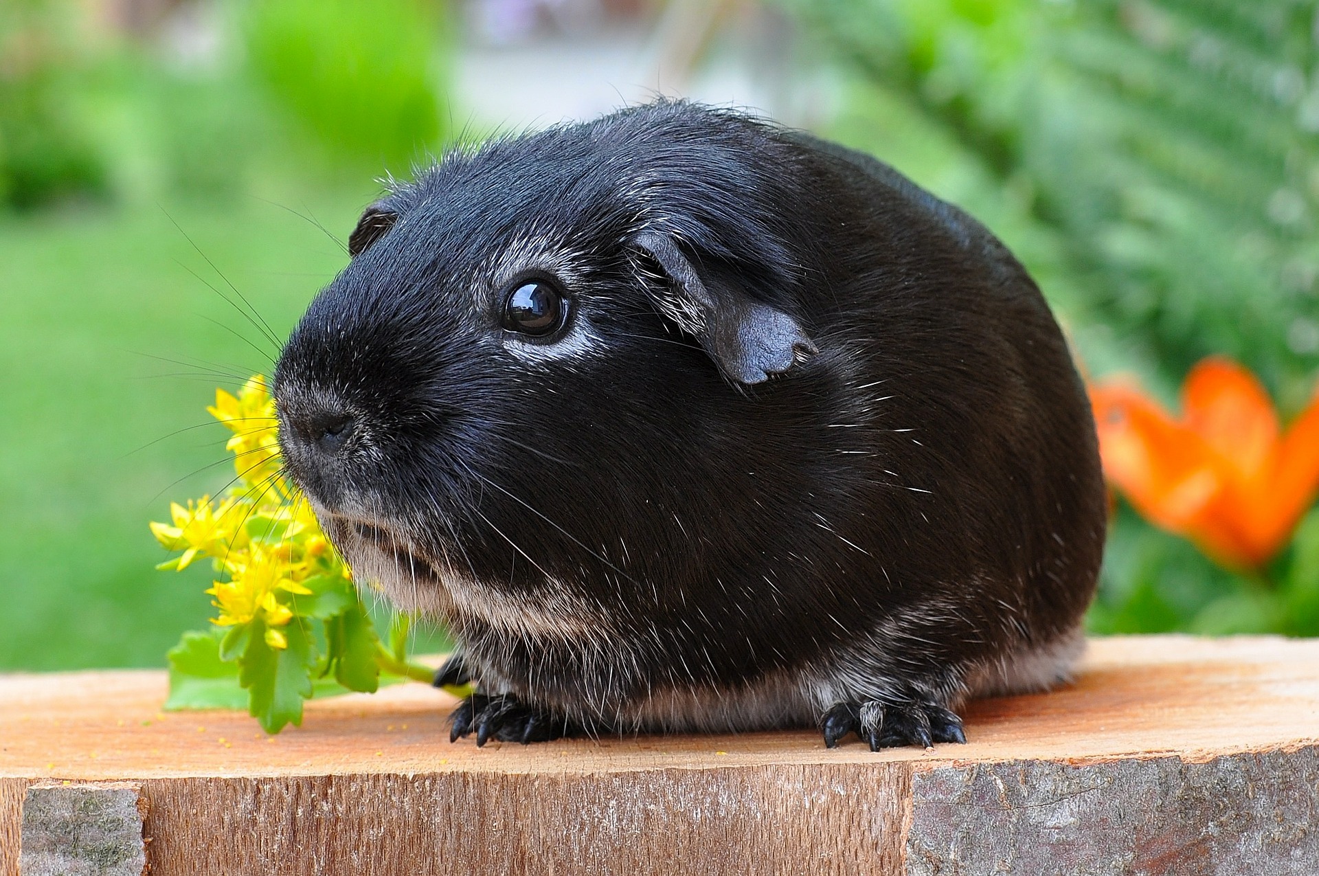 Do Guinea Pigs Eat Their Own Poop? Is It Healthy For Them?