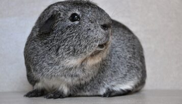 do guinea pigs fart