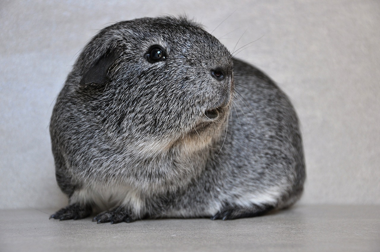 Do Guinea Pigs Fart? (And Can It Be A Health Concern?)