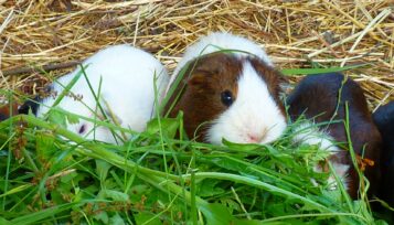 do guinea pigs have tails