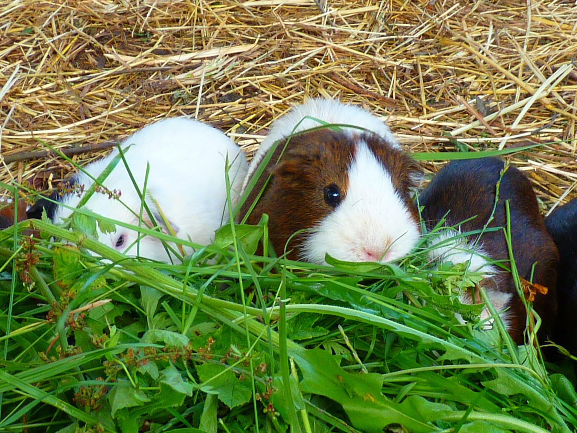 Do Guinea Pigs Have Tails? What Exactly Are They Used For? Do Guinea Pigs Have Tails? What Exactly Are They Used For?