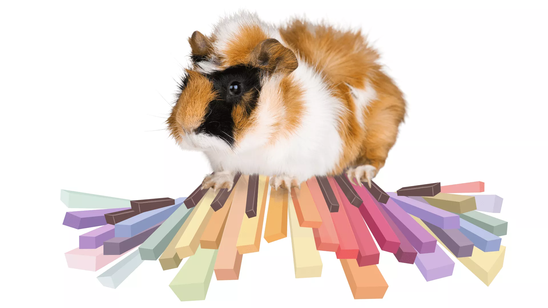 Do Guinea Pigs Like Music? [Best Music to Play For Them]