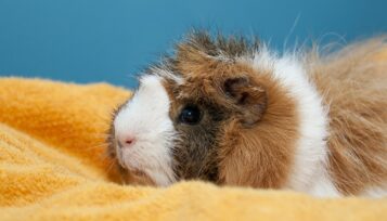 do guinea pigs sleep