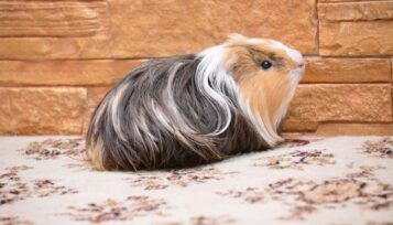 do guinea pigs smell