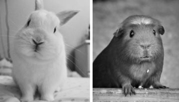 do rabbits and guinea pigs get along