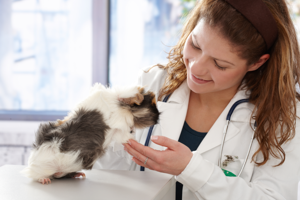 Ear Mites in Guinea Pigs (At Home Treatment, Causes & FAQs)