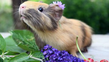 excited guinea pig