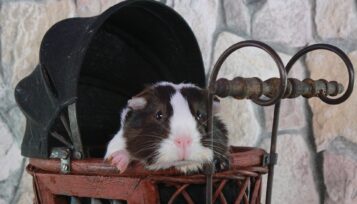 guinea pig babies born dead