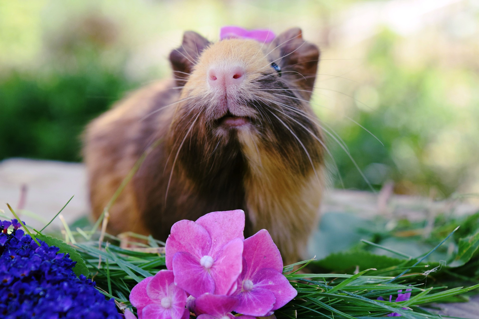 Why Is My Guinea Pig Bleeding? (Causes & What To Do)
