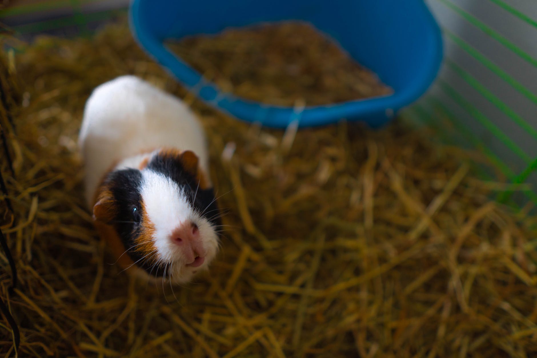 Why Is My Guinea Pig Chirping? (And Other Sounds They Make)