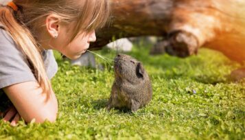 guinea pig conjunctivitis
