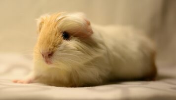 guinea pig diarrhea