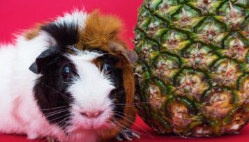 guinea pig drinking a lot of water