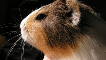 guinea pig eye injury