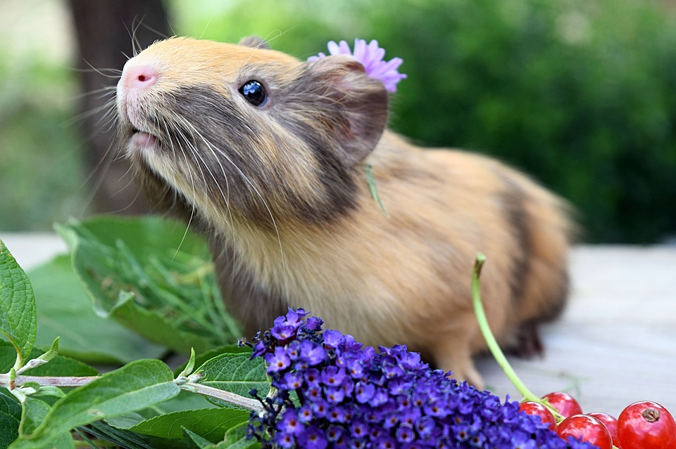 10 Common Causes For Guinea Pig Hair Loss (And Treatment)