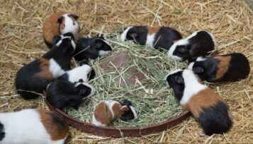 guinea pig hay feeder