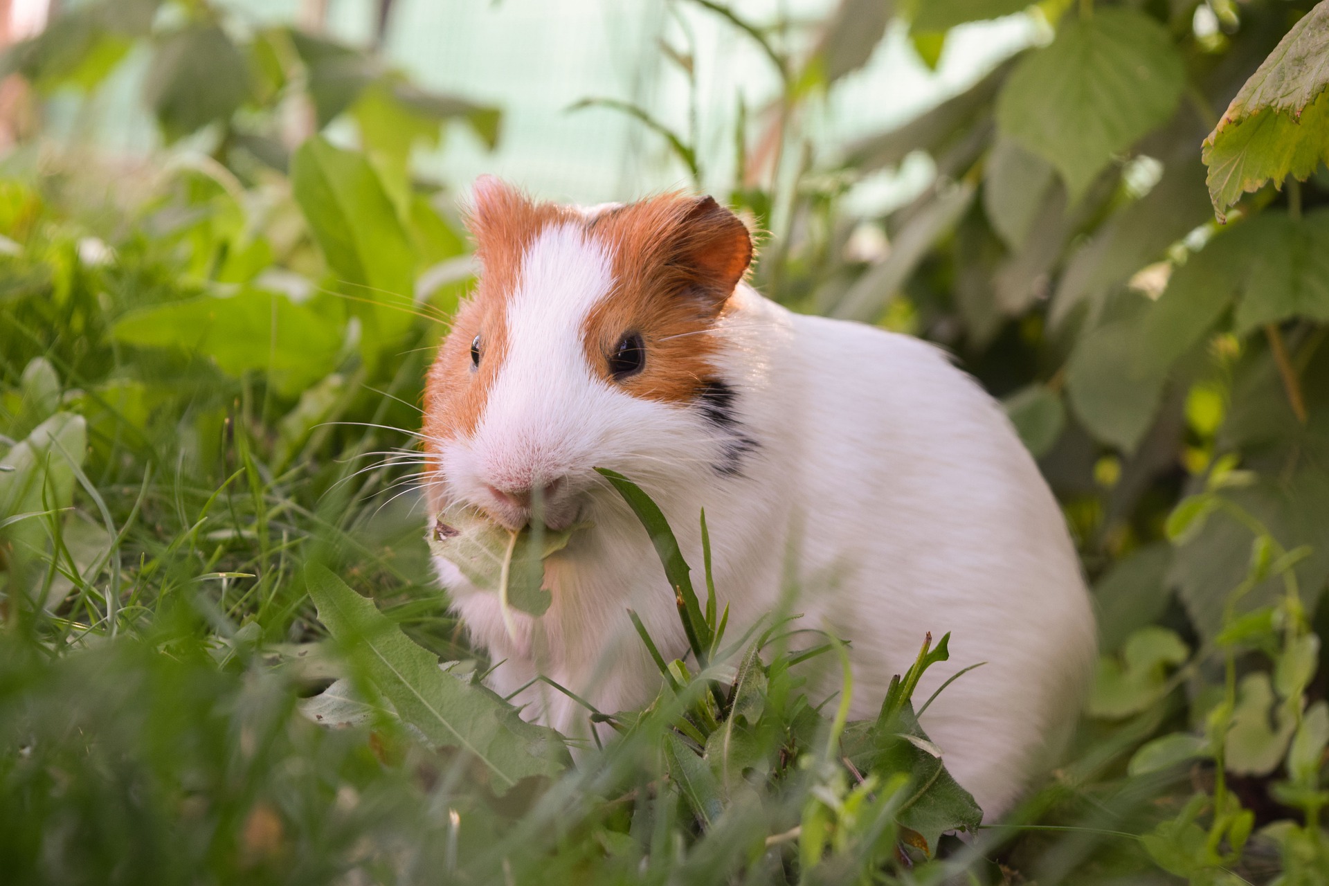 Can Guinea Pigs Get Hiccups? (Causes & What To Do)