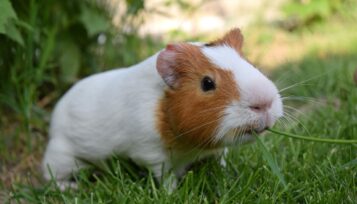 guinea pig not drinking