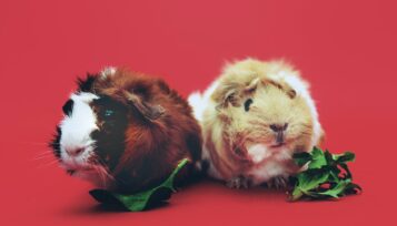 guinea pig pneumonia